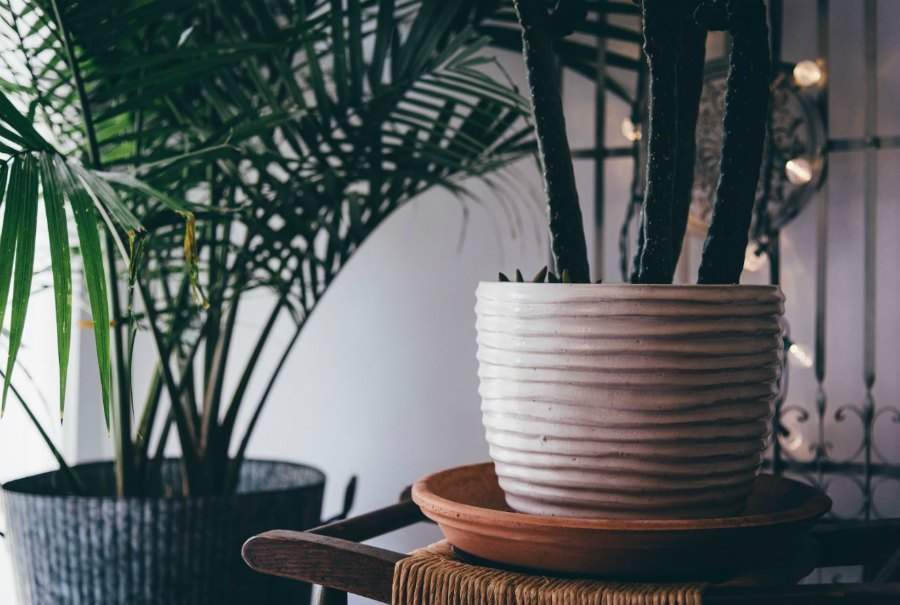 indoor plants air quality