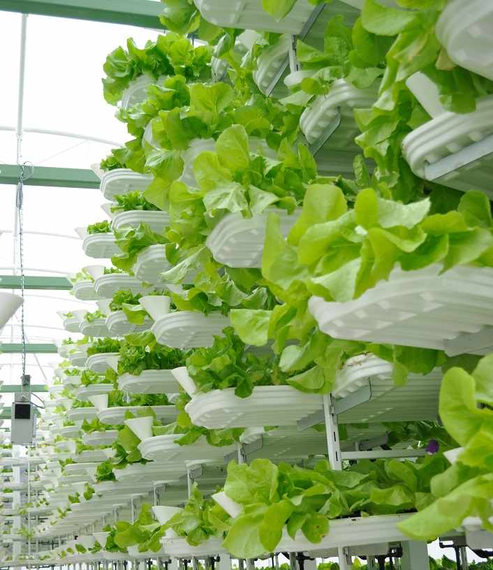 Vertical farming of plants